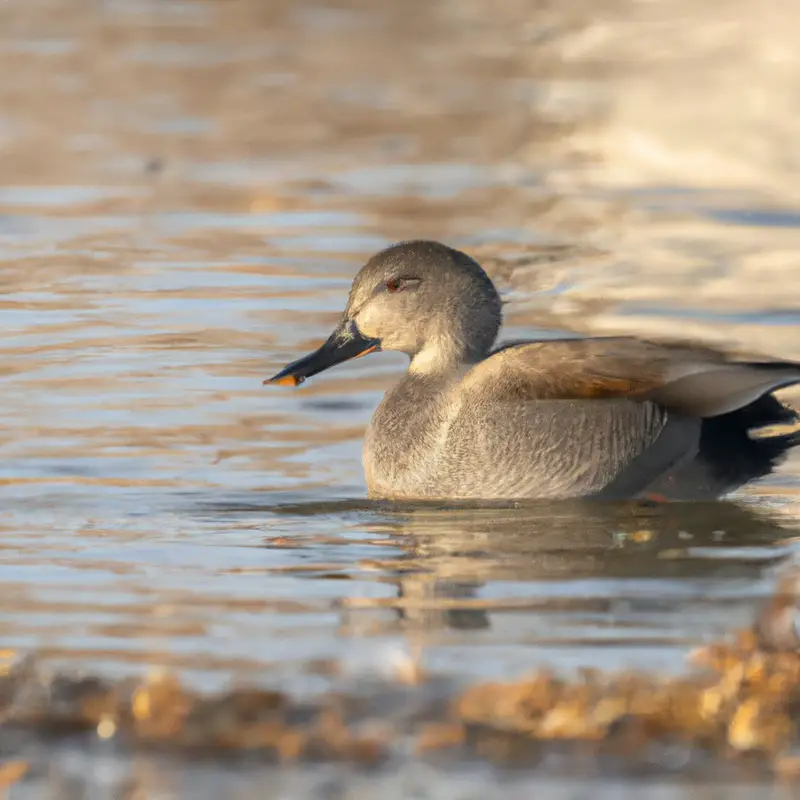 Hunting Gadwall ducks