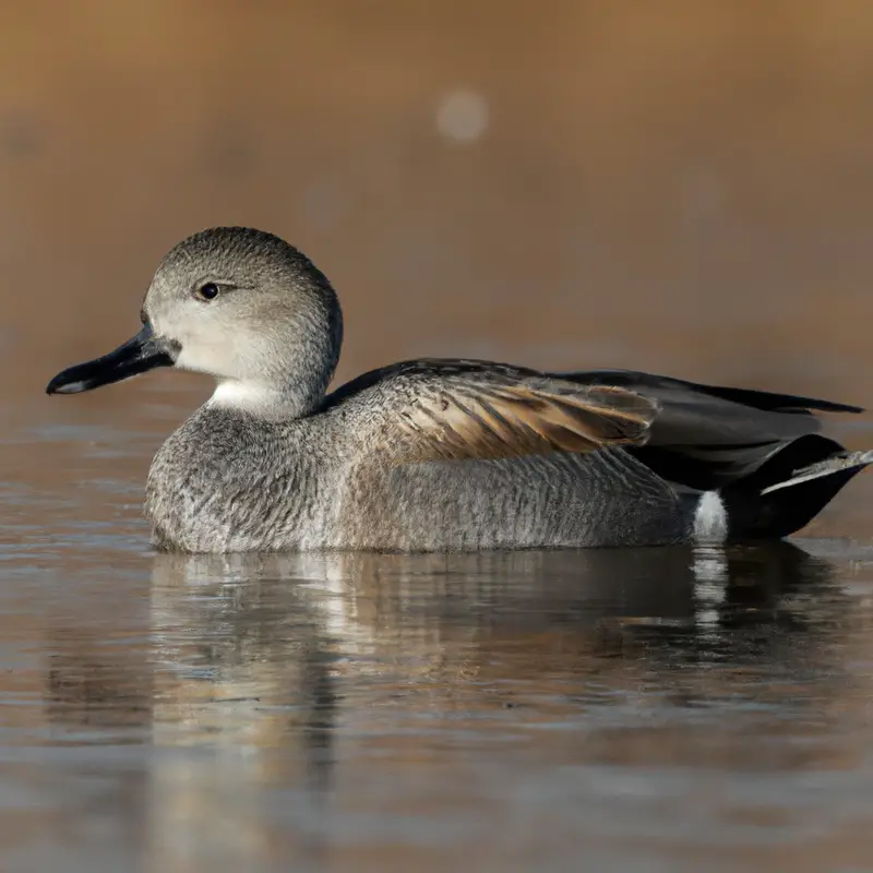Hunting Gadwall in Florida: Waterfowl Photograph.