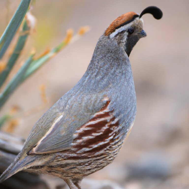 Hunting Gambel's quail