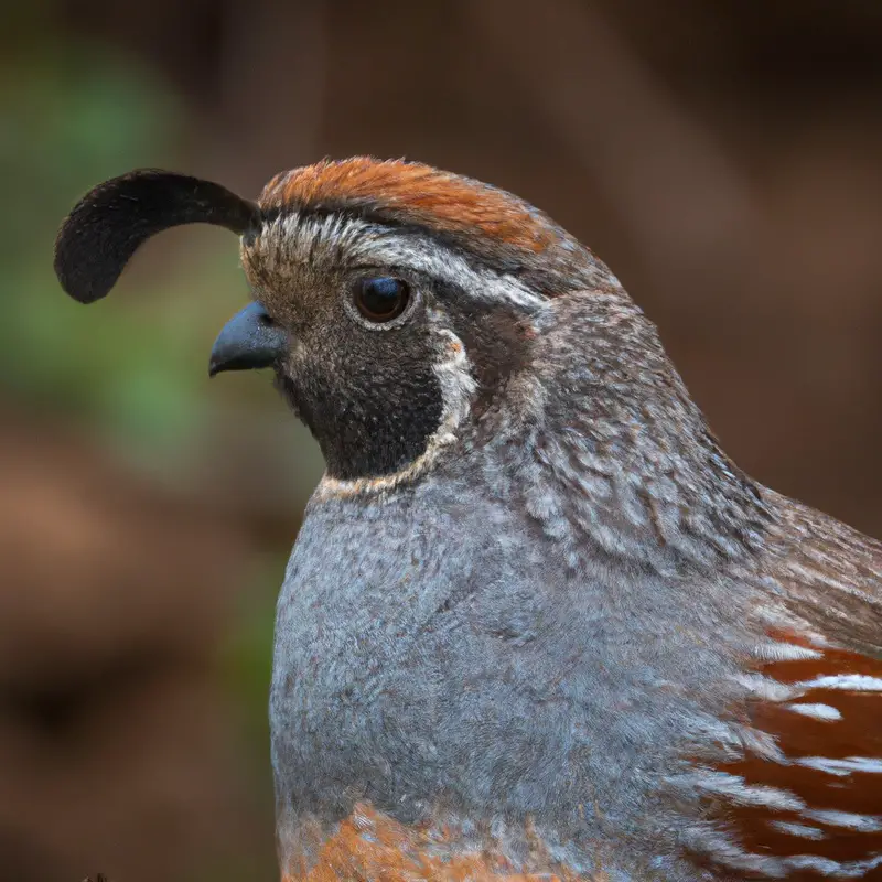 Hunting Gambel's quail