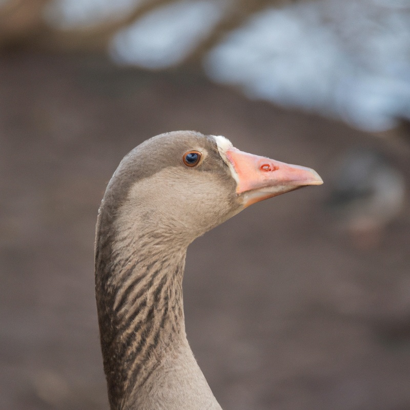 Hunting Goose Delaware