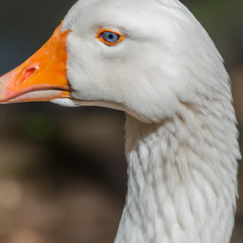 Hunting Goose in Florida: Majestic Flock.