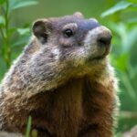 Hunting Groundhog in Alabama: Stealthy hunter emerges.
