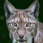Hunting Lynx California