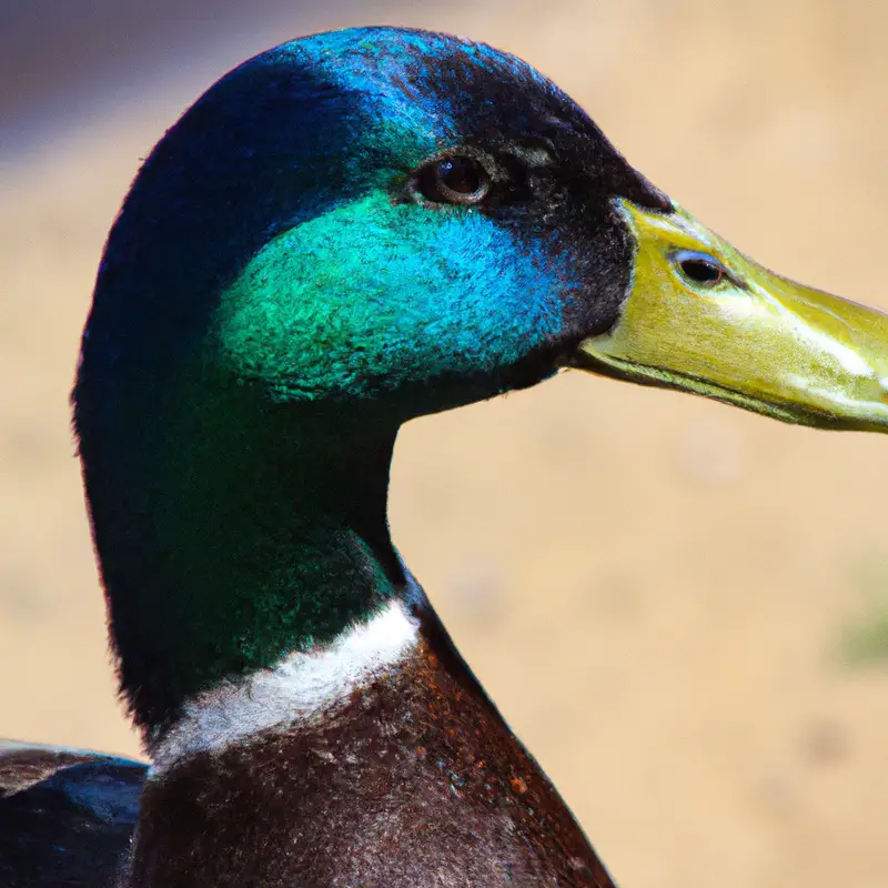 Hunting Mallard