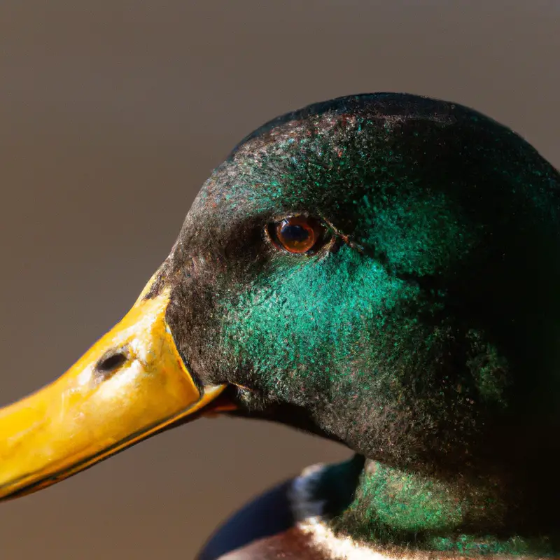 Hunting Mallard flying over marshland