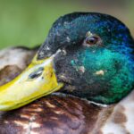 Hunting Mallard in Alabama: Green and Gray Water Bird