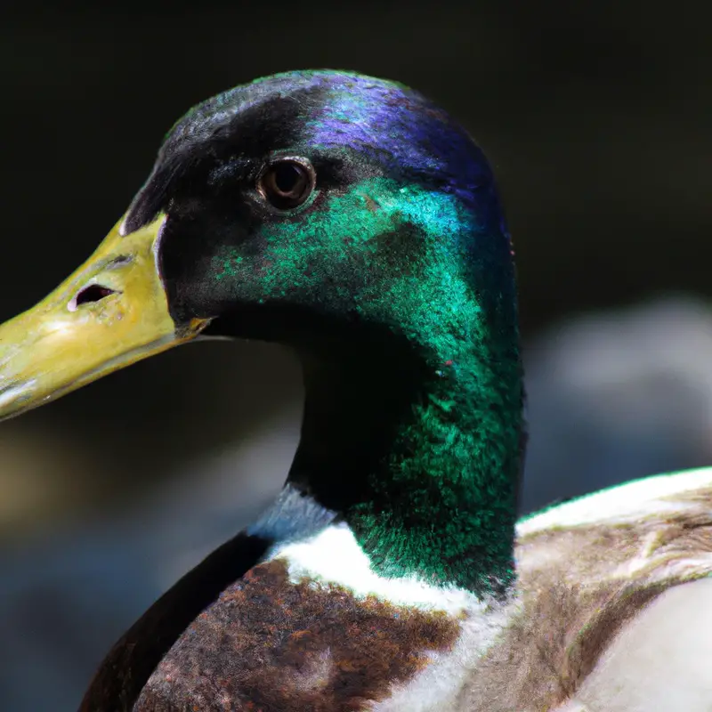 Hunting Mallard in Colorado