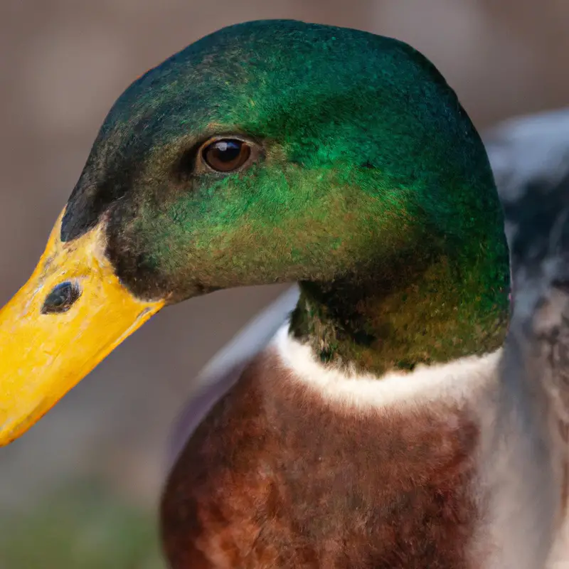 Hunting Mallard in Flight