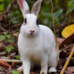 Hunting Rabbit Arkansas