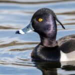 Hunting Ring-necked Duck
