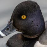Hunting Ring-necked duck
