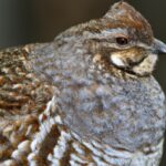 Hunting Ruffed Grouse in Alabama: Majestic bird in woodland setting