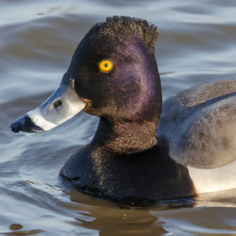 Hunting Scaup - Colorado Wetlands.