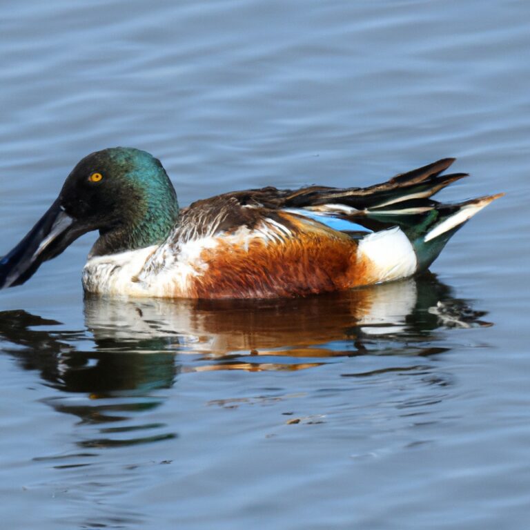 Hunting Shoveler - Connecticut