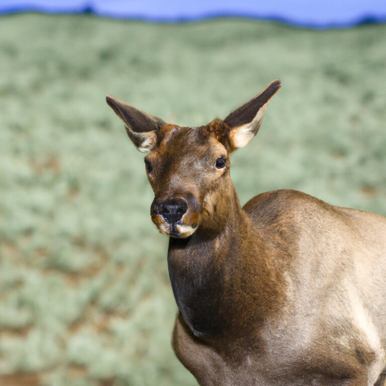 Hunting Tule elk in California: Majestic game.