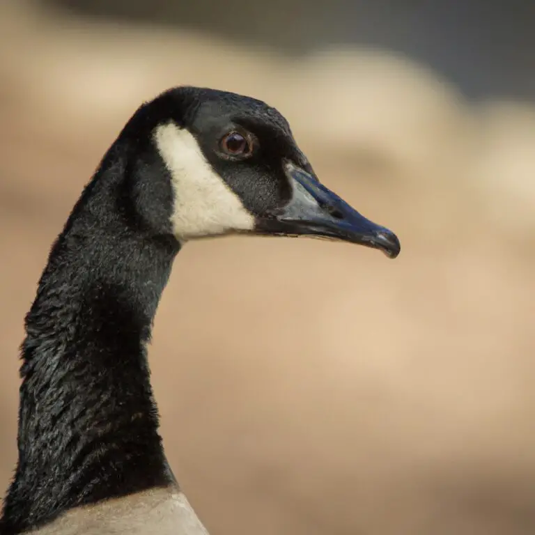 Hunting geese.