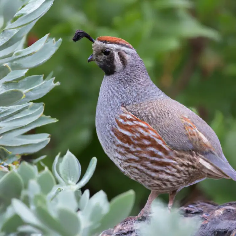 Hunting quail