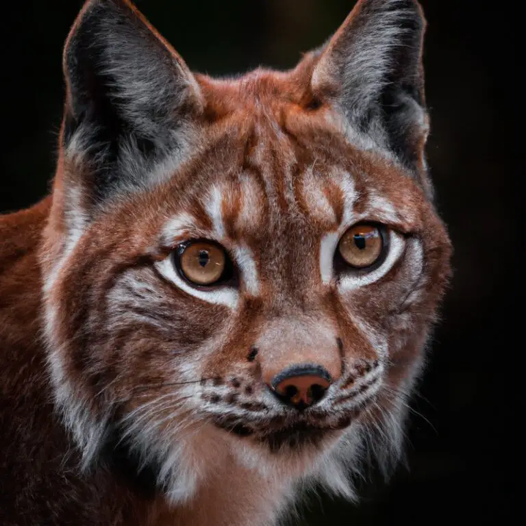 Lynx in forest