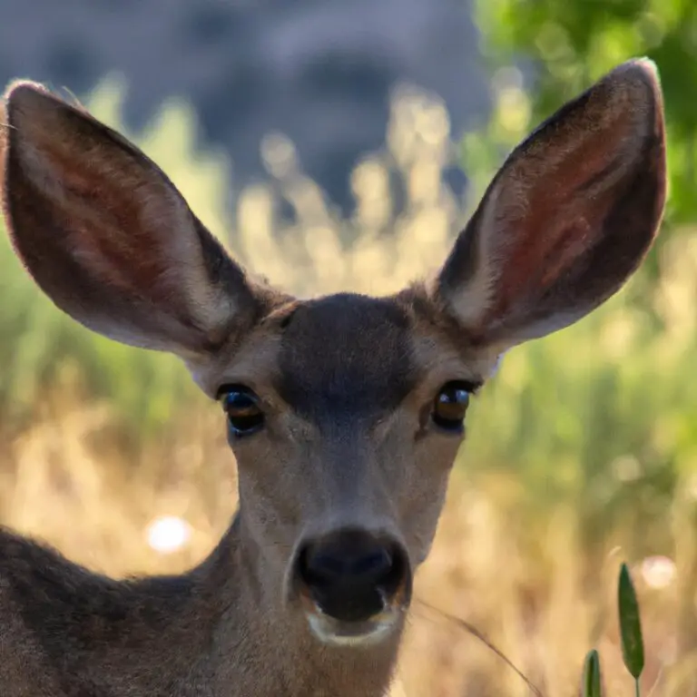 Majestic buck grazing