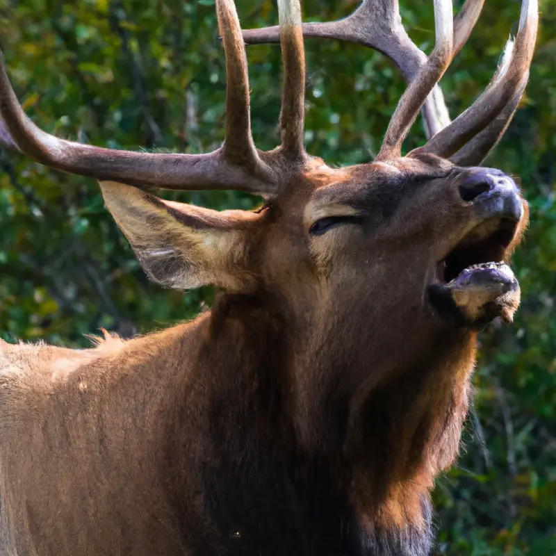Majestic elk in Arizona's wilderness