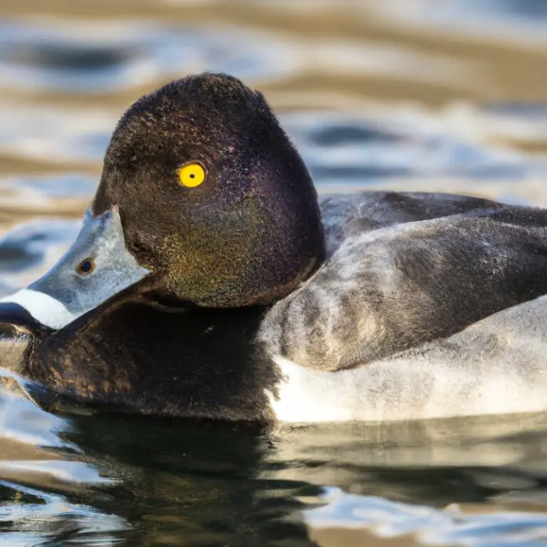 Male Lesser Scaup in Flight