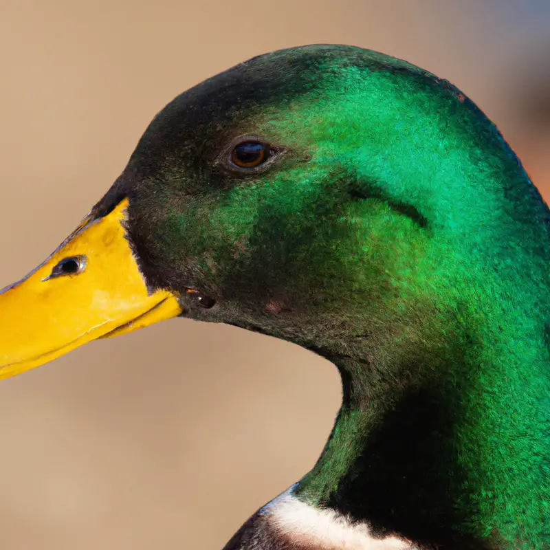 Mallard Duck Soaring