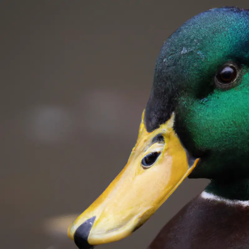 Mallard duck in flight