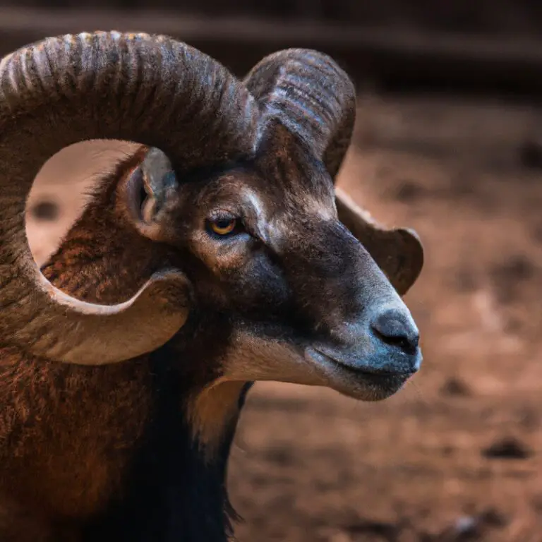 Mouflon hunting California