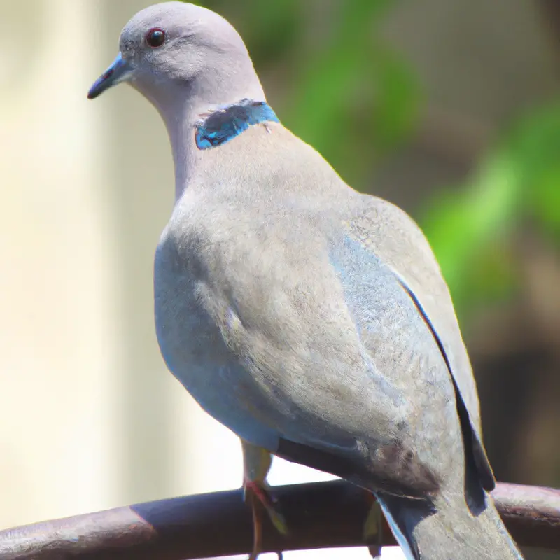 Mourning dove in flight