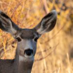 Mule deer buck in Colorado forest.