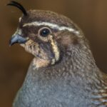 Quail Hunting Colorado