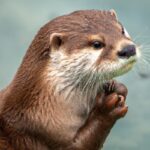 River otter in water