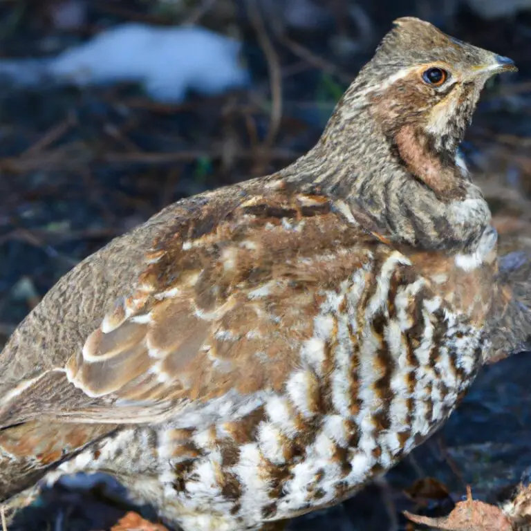 Ruffed Grouse Hunting