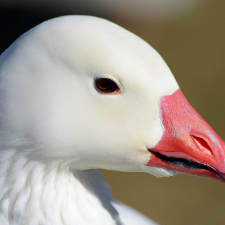 Snow Goose Flying