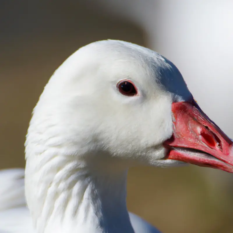 Snow goose flock in flight