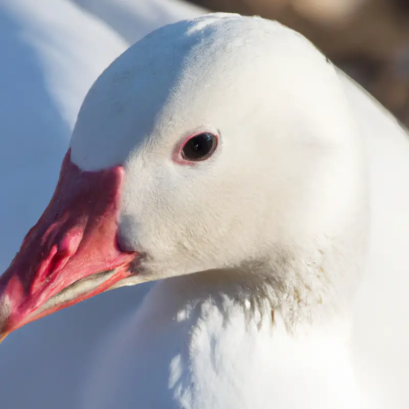 Snow goose flying.