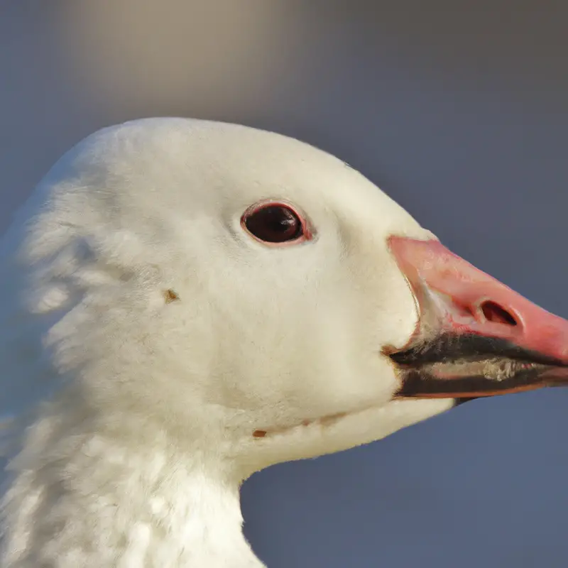 Snow goose flying.