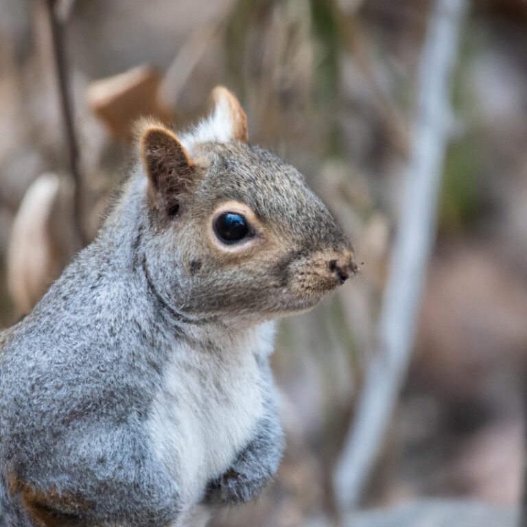 Squirrel hunting.