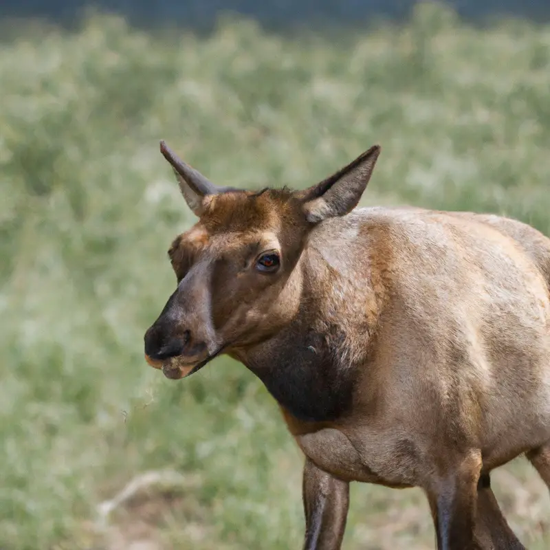 Tule Elk Running