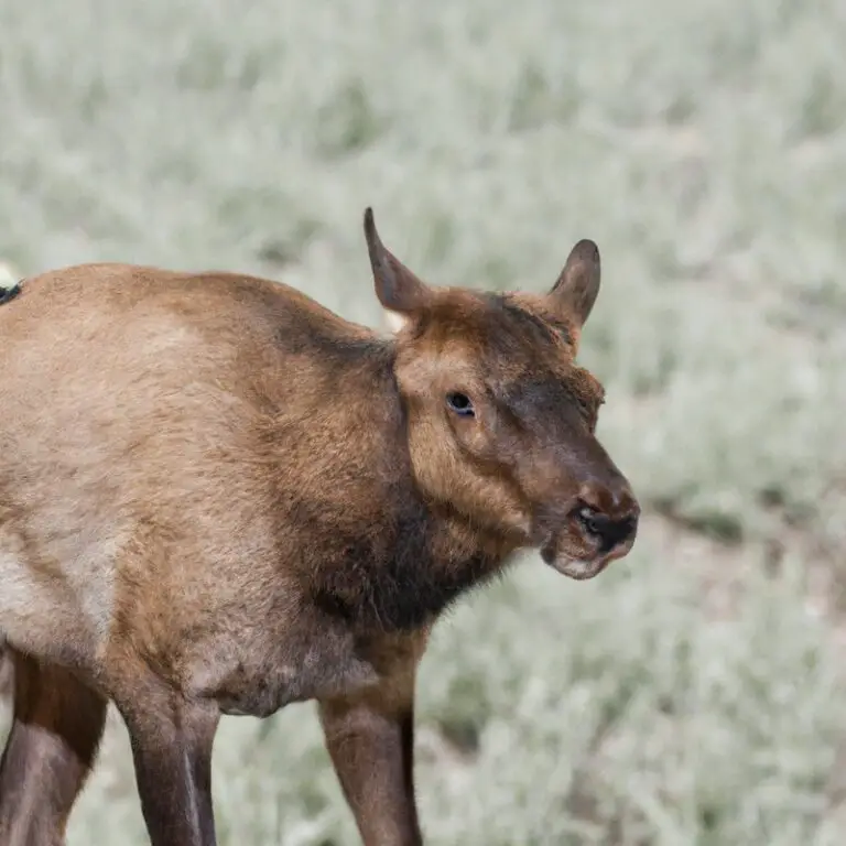 Tule elk silhouette