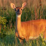 White-tailed deer running in Florida woods