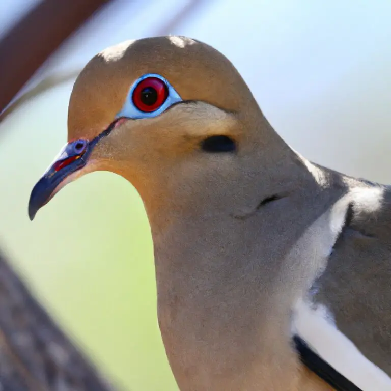 White-winged dove in flight over Colorado landscape