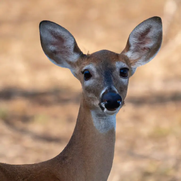 Whitetail deer in California