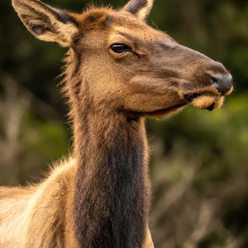 Wild elk grazing